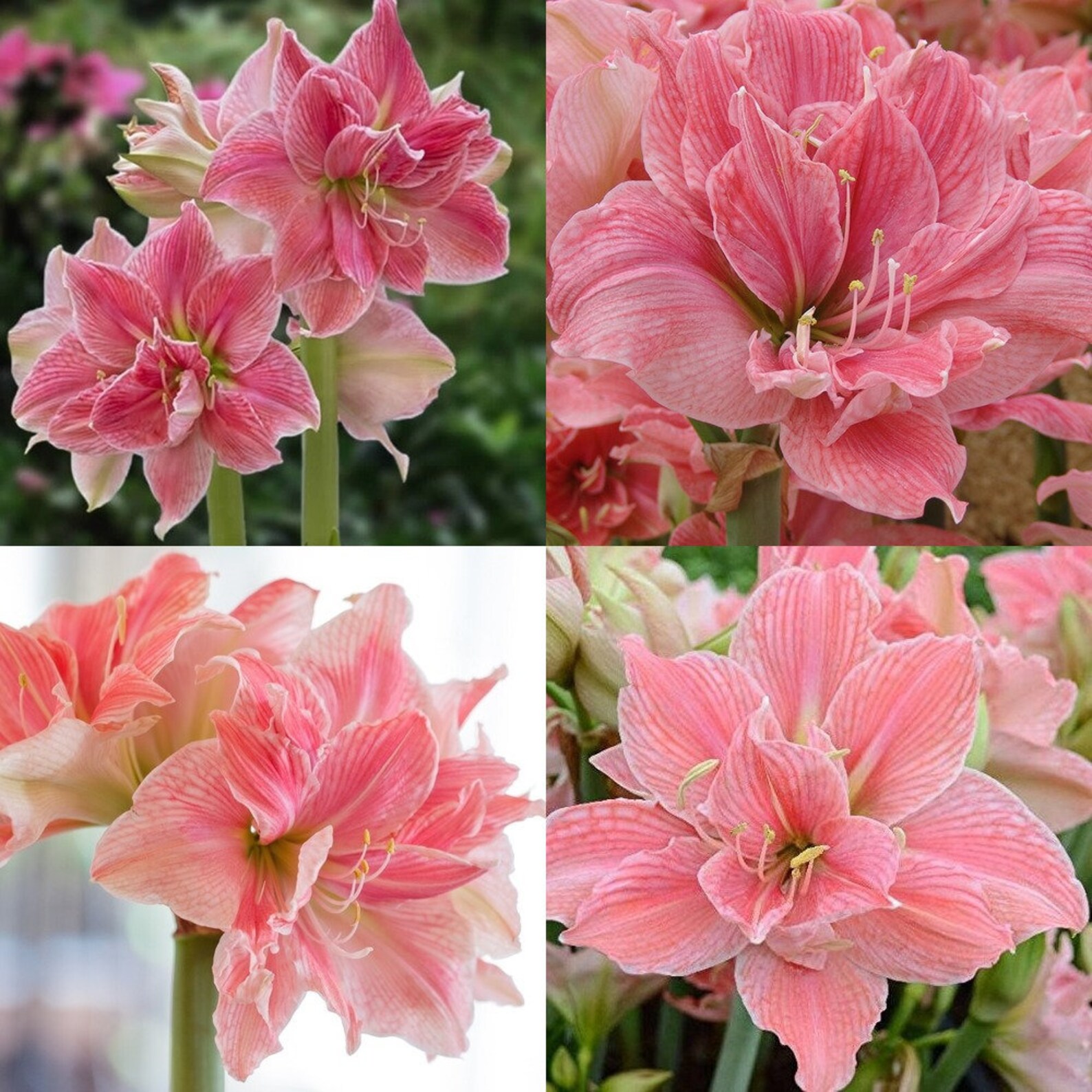 Jumbo Amaryllis Sweet Nymph Bulbs Dutch Beautiful Hippeastrum Etsy