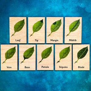 Montessori Wooden Parts of a Leaf Learning Tiles 9 Card Set (like 3 ...