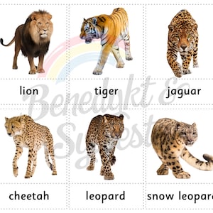 Activités Montessori Cartes en 3 parties Gros chats Lions Léopards Tigres Assortiment amusants Impression engageante à la maison Feuilles de travail Fichiers éducatifs