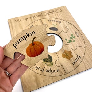May include: Wooden puzzle depicting the life cycle of a pumpkin. The puzzle pieces include a pumpkin, unripe fruit, flower, vine, seedling, and seed. The puzzle is labelled "Life Cycle of the pumpkin".