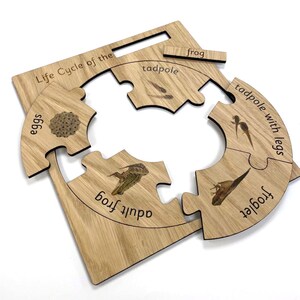 May include: A wooden puzzle showing the life cycle of a frog. The puzzle pieces illustrate the stages of development from eggs to tadpole to tadpole with legs to adult frog. The puzzle is labelled with the words "Life Cycle of the", "eggs", "tadpole", "tadpole with legs", "adult frog", and "frog".