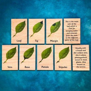Montessori Wooden Parts of a Leaf Learning Tiles 9 Card Set (like 3 ...