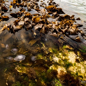 Moon jellyfish and kelp rocky shore, Handa Island, Scotland. Fine art mounted wildlife photography print. Home decor, wall art