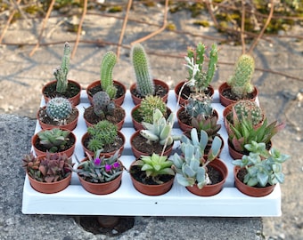 Lot de 10 succulentes et 10 cactus variés+Pots