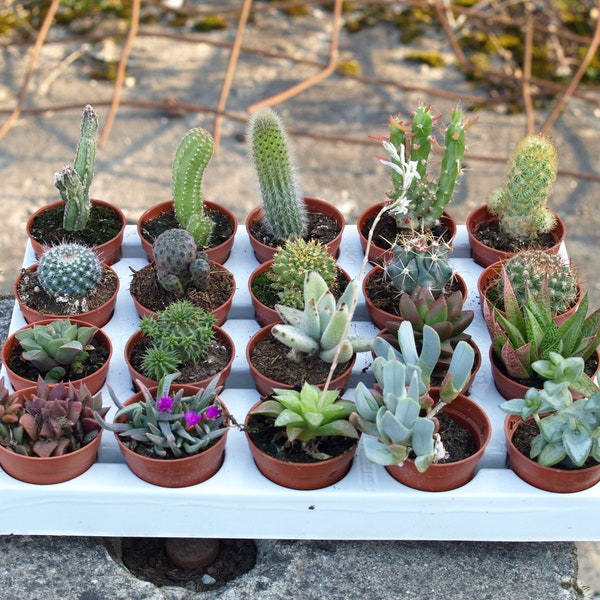 Lot de 10 succulentes et 10 cactus variés