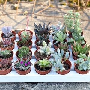 Peut inclure: Un plateau de 18 petits pots en terre cuite remplis de différentes variétés de plantes succulentes. Les plantes sont disposées en grille et sont toutes à différents stades de croissance.