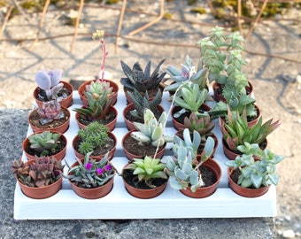 Lot de 20 succulentes variées