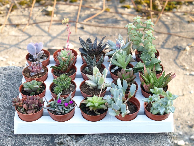 Lot de 20 succulentes variées image 1