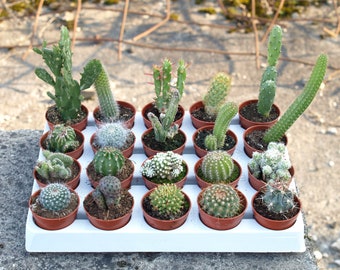 Lot de 20 cactus variés