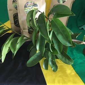 Soursop. Leaves and Stems. Guanabana. Home Grown. 100% Pure. 2 oz Leaves, 5 oz leaves and stem. Vegan,Organic