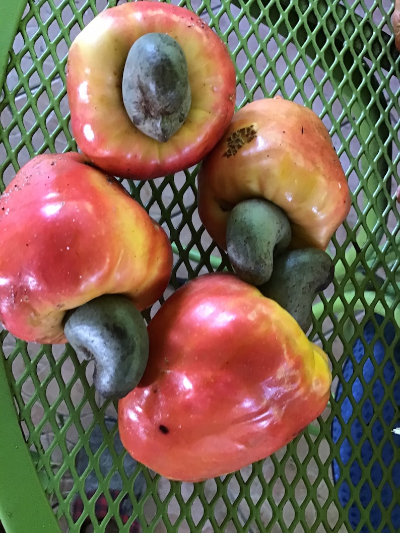 Cashew Fruit Jam .exotic ,tasty 8 Oz Jar. Limit 3 per Customer. Etsy