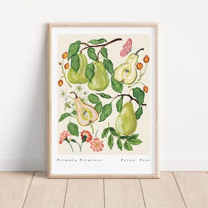 Stampa artistica di Primula Pear/Stampa di frutta/Illustrazione botanica di frutta/Decorazione ispirata alla casa di campagna e al vintage/Stampa da cucina/A2, A3, A4