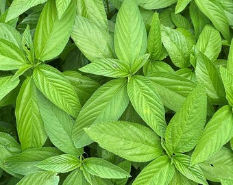 Semillas de Ewedu Orgánicas / Hojas de Yute Molokhia / Espinaca Egipcia / Krain Krain / Yute Verde / Yute Verte / Yeşil Jüt / Alta Germinación 4.99