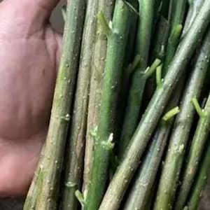 May include: A bundle of green, cylindrical plant cuttings with smooth, textured bark and small, protruding nodes. The stems are straight, varying slightly in thickness, and have been cleanly cut at both ends, displaying a light-colored interior.