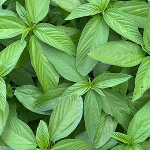 Organic Ewedu Seeds: Jute, Egyptian Spinach, Molokhia - West African Cuisine