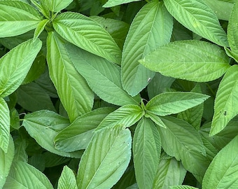 2000 Egyptian Spinach Seeds - Au Day - Cochous Olitoius