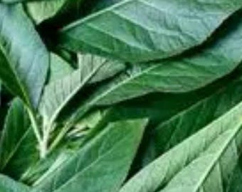 Färska ekologiska afrikanska bitterblad | Vernonia amygdalina gröna