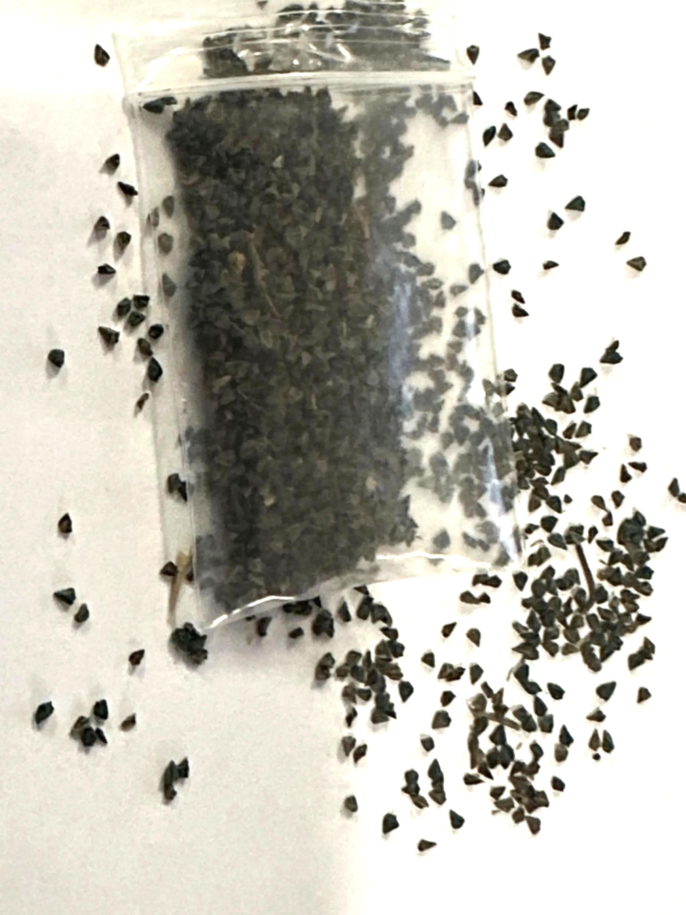 2000 Egyptian Spinach Seeds - Au Day - Cochous Olitoius