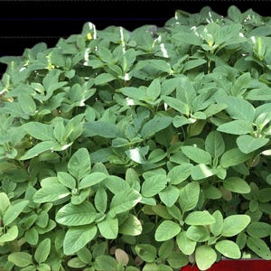 1,000+ Organic Spinach Seeds – Heirloom African Amaranth | Nutrient-Rich Superfood | vitamin K, A, C, iron, and magnesium| NOT Jute Seeds