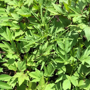 Sour Leaf Roselle Seeds: Asian & African Hibiscus - 150 Seeds