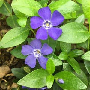 live periwinkle plants- vinca major