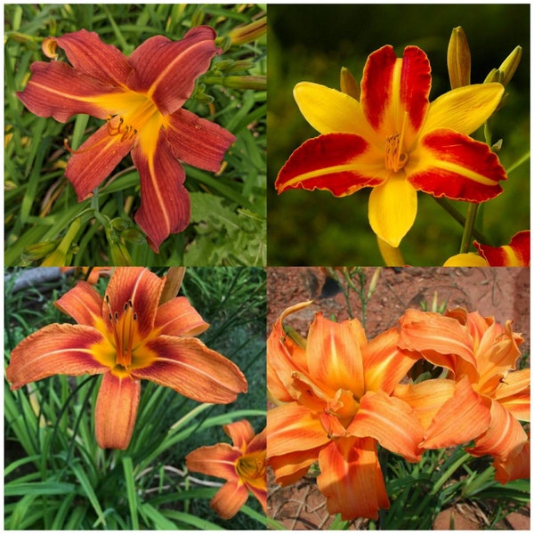 variety of fresh orange daylily bare root fans ***Live plants***