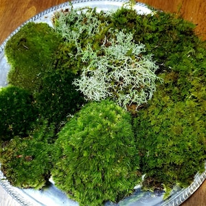 Live fresh moss variety