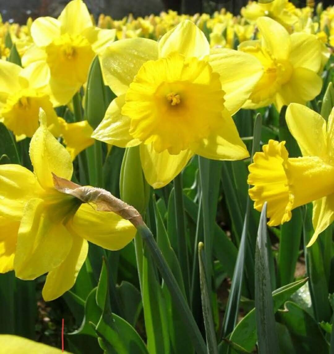 Yellow Trumpet/improved King Alfred Daffodils Etsy