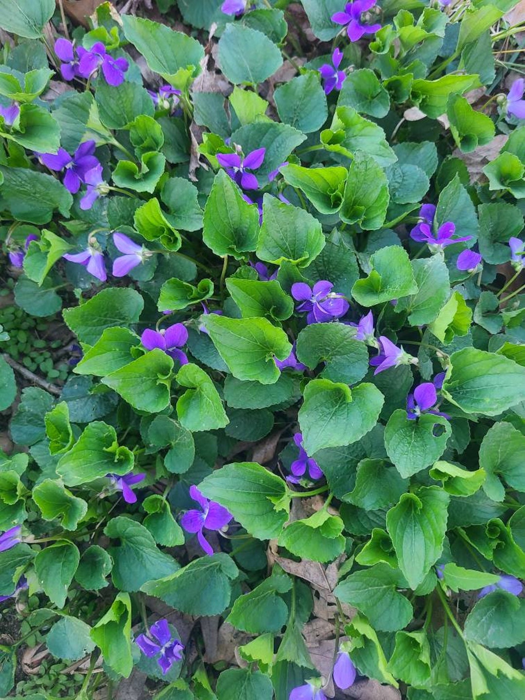 Fresh Wild Violet Rhizomes - Etsy