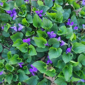 Fresh wild violet  live plant**