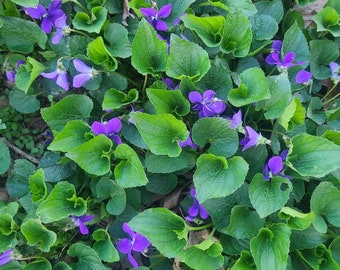 Violettes sauvages vivantes