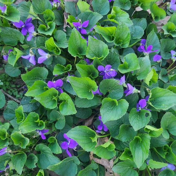 Live wild violet plants