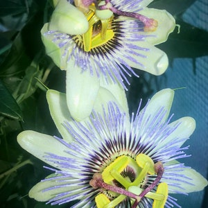 Live plants** blue crown passionflower ~passiflora caerulea~