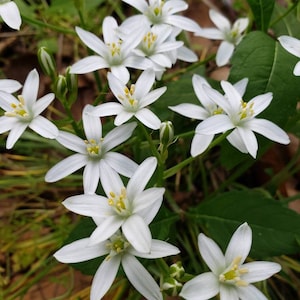 Star of Bethlehem  flower bulbs