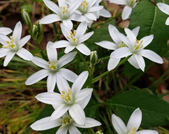 Star of Bethlehem  flower bulbs