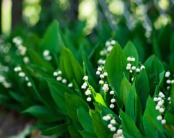 Lily of the valley