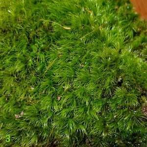 Mood moss