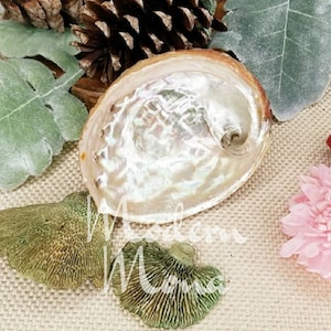 3&quot;- 4&quot; - Abalone Shell, Abalone Smudge Tray, Abalone Shell Smudge Tray, Abalone Shell
