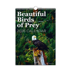 Könnte beinhalten: Ein 2026-Kalender mit dem Titel "Beautiful Birds of Prey" mit einem Weißkopfseeadler, der auf einem Baumstumpf sitzt. Der Kalender hat eine weiße Spiralbindung oben und einen Hintergrund aus üppigem grünem Laub. Der Adler hat weiße Federn auf dem Kopf und einen dunkelbraunen Körper.