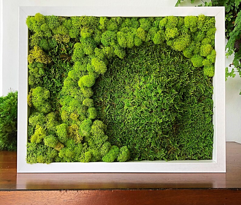 Moss wall art. Botanical art. Living wall garden. Moss art Etsy