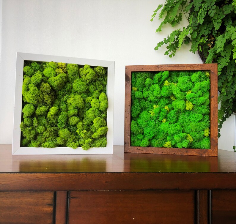 10x10 Moss wall art Frame. Moss wall art. Living Wall Art. Etsy