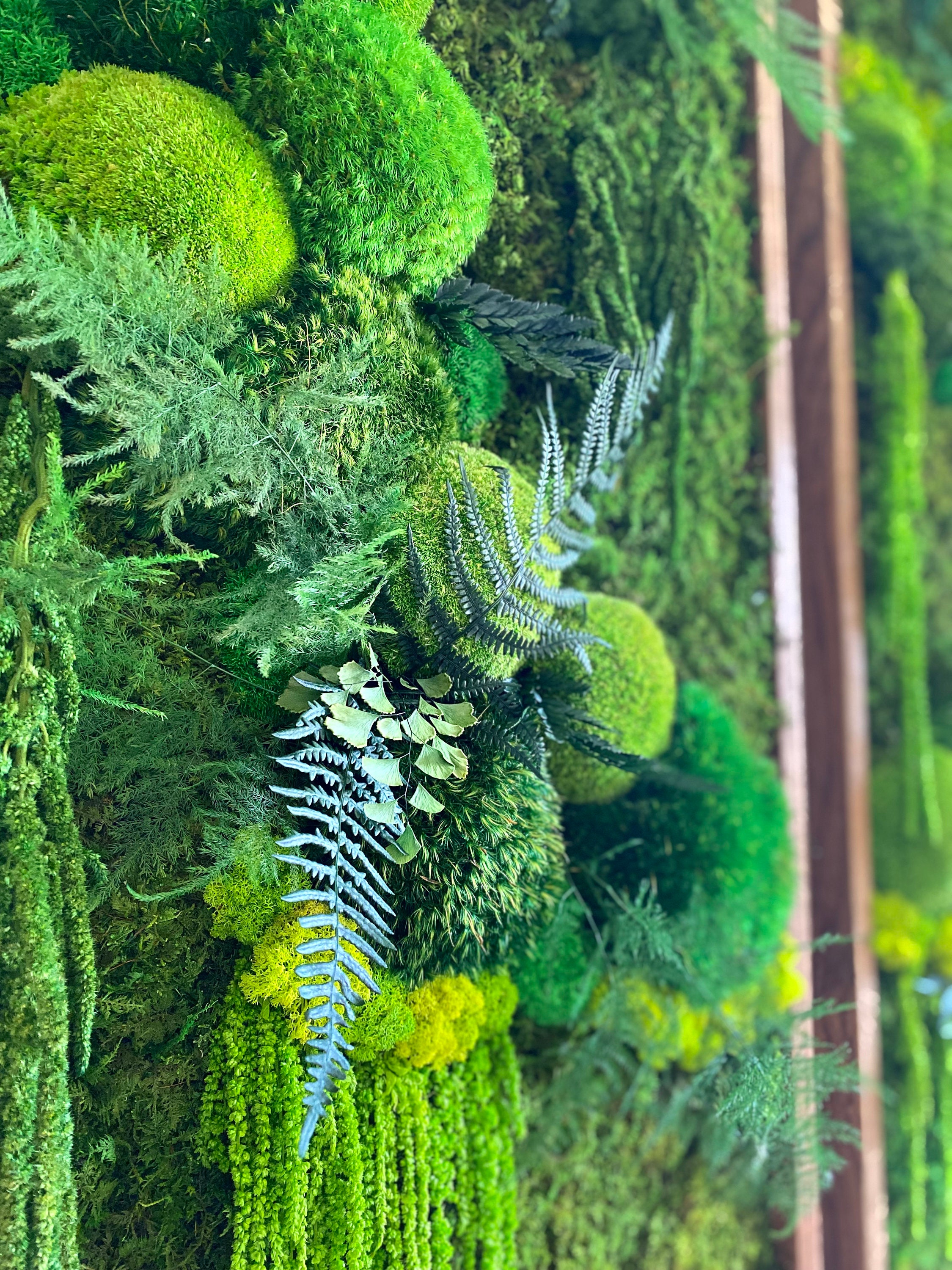 VENDIDO Arte de pared de musgo preservado con plantas de aire vivas -   España