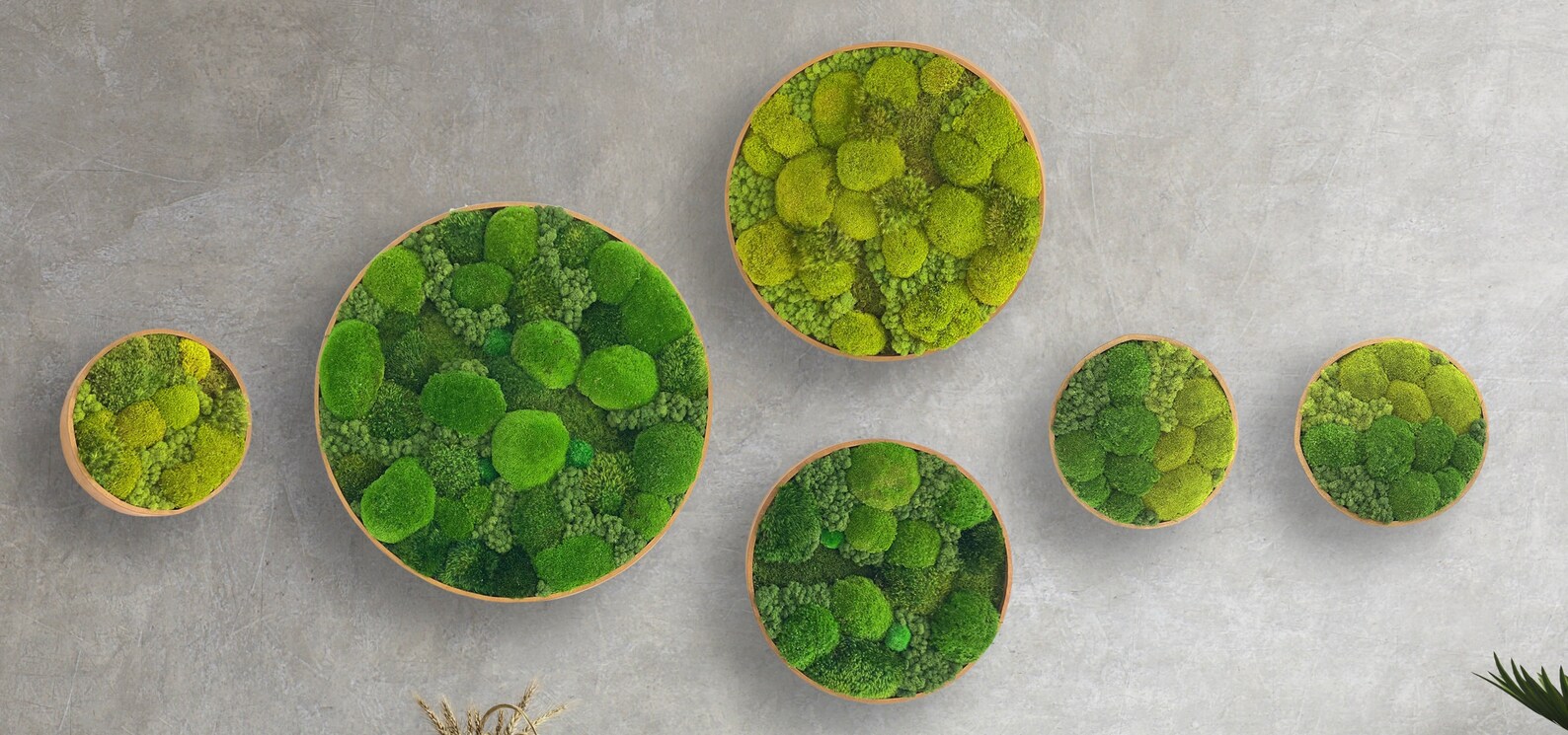 Moss Art. Moss Wall. Moss Circles. Circle Art Etsy