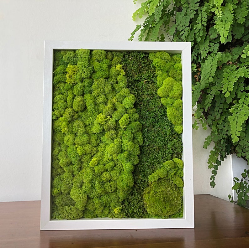 Moss Wall Art. Preserved Moss. Nature Art. Living Art Etsy