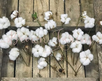 12-14” Top Grade REAL Cotton Stems/ Dried/Weddings/Fall/ Decor