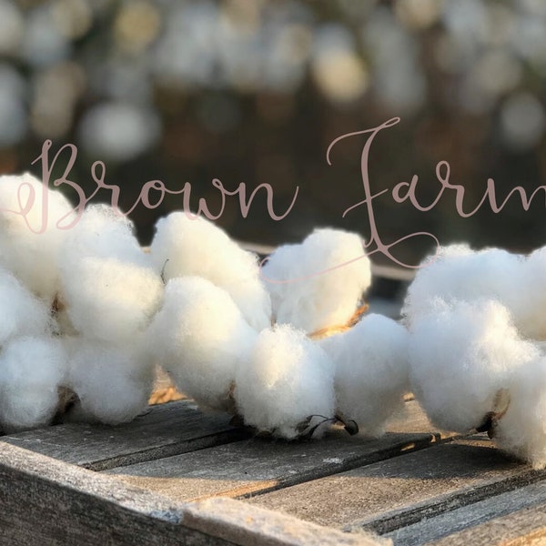 REAL Cotton Bolls Opened Dried/Decor/Weddings/Fall
