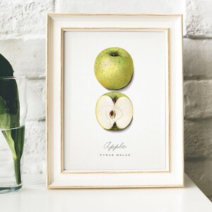 Apple Print, Vintage Kitchen Poster Wall Art Decor, Apples drawing Gift for Mom, her, kitchen , fruit poster fruit print | B1