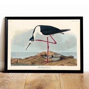 Avocet Print, Antique Bird Painting, Vintage Drawing Poster Wall Art Decor, Long-legged Avocet, birds print vintage, birds prints | COO531