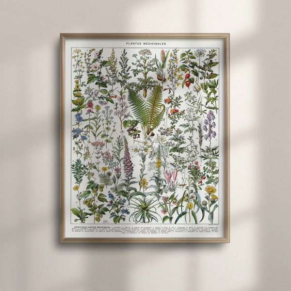 Vintage Botanische Kunst, Heilpflanze Wanddekor, Kräuterkundler Geschenk, Grünpflanzendekor, Blumendiagramm, Larousse Stil, Kräuterkunde Haus, C16-1238