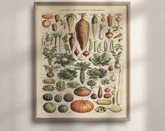 Vintage Vegetable Botanical Art Print: Adolphe Millot 1909 Kitchen Decor